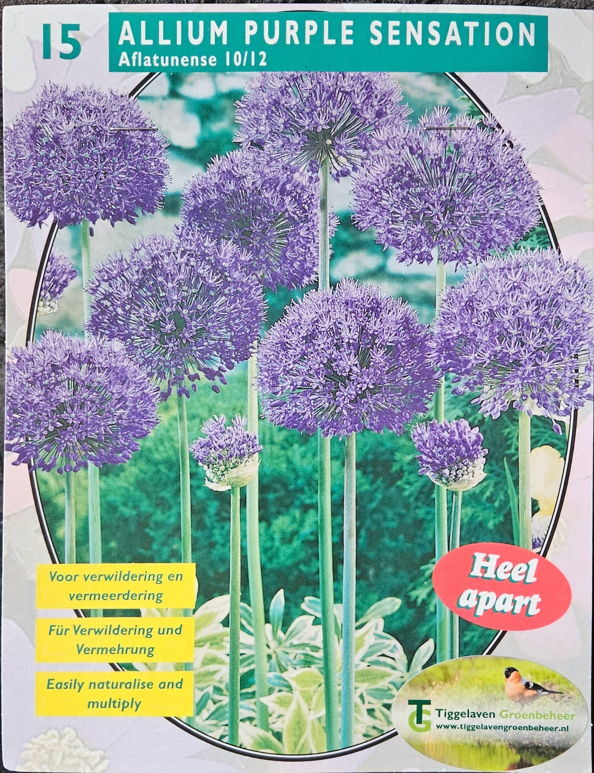 Allium purple sensation (bloembollen)